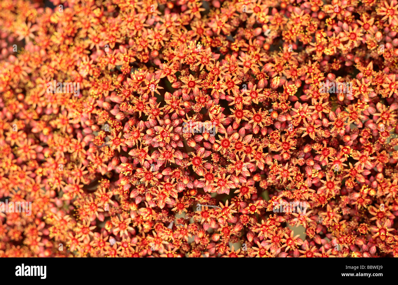 Aeonium Nobile flowers Stock Photo