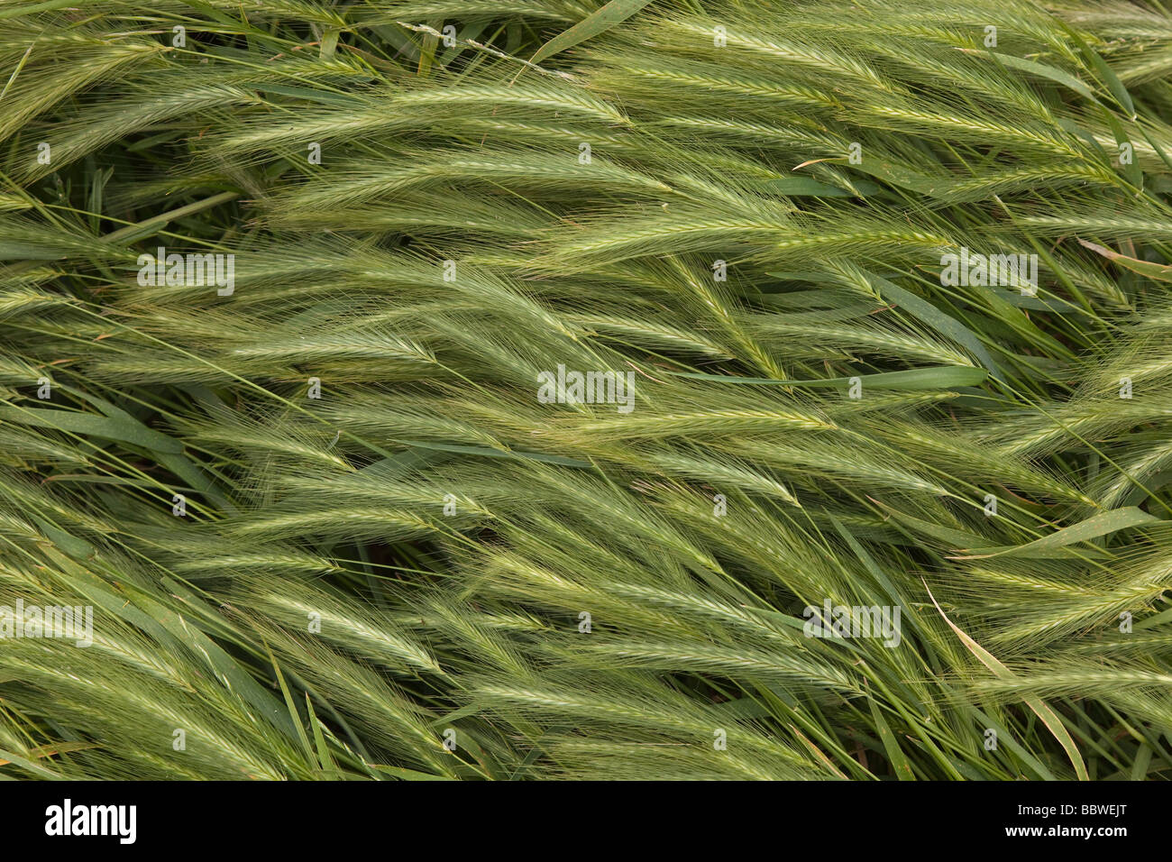 Wall Barley Grass Hordeum murinum Stock Photo Alamy