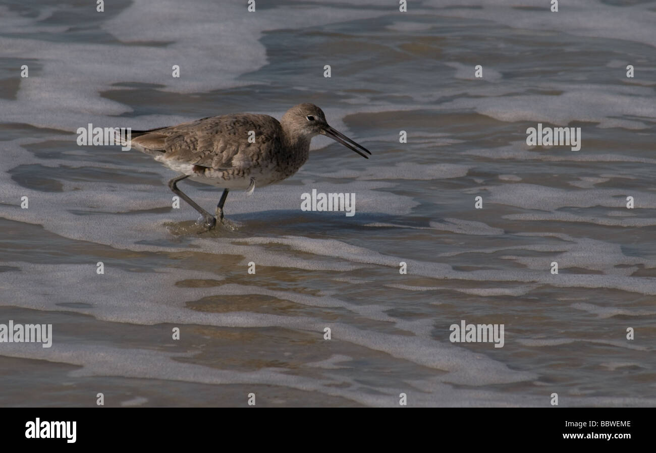 Shore birds in North Carolina Stock Photo Alamy