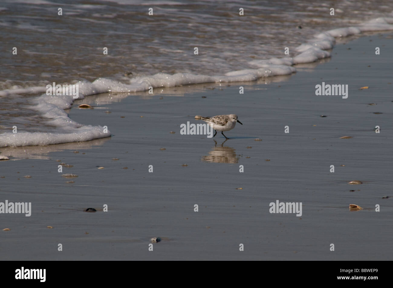 Shore birds hi-res stock photography and images - Alamy