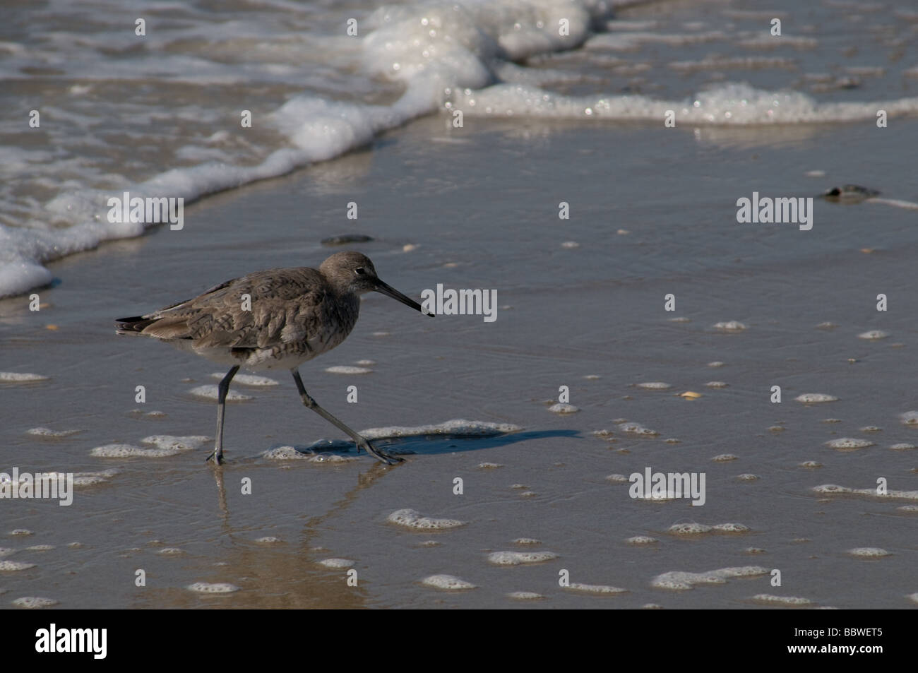 Shore birds in North Carolina Stock Photo Alamy