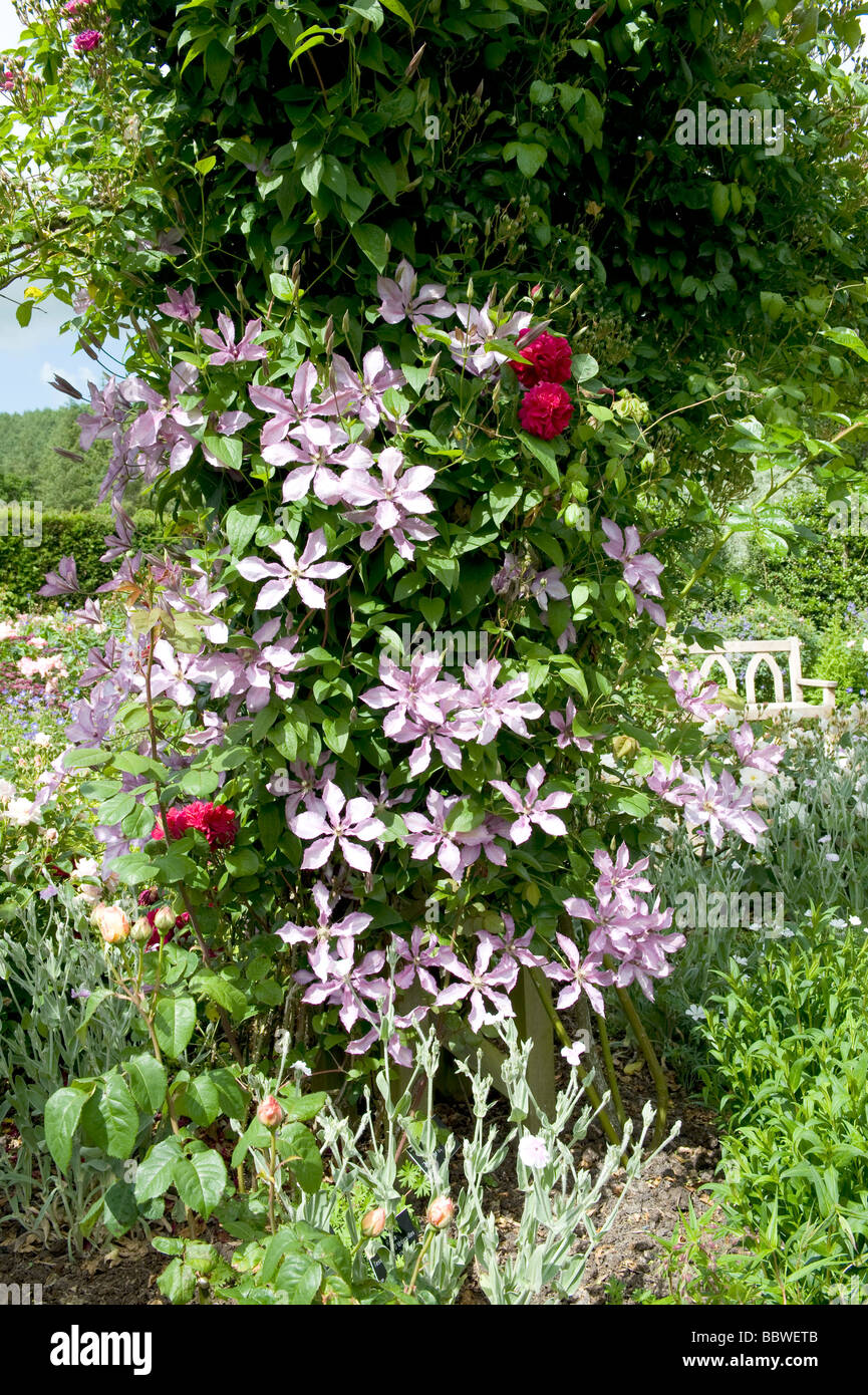Clematis Margaret Hunt