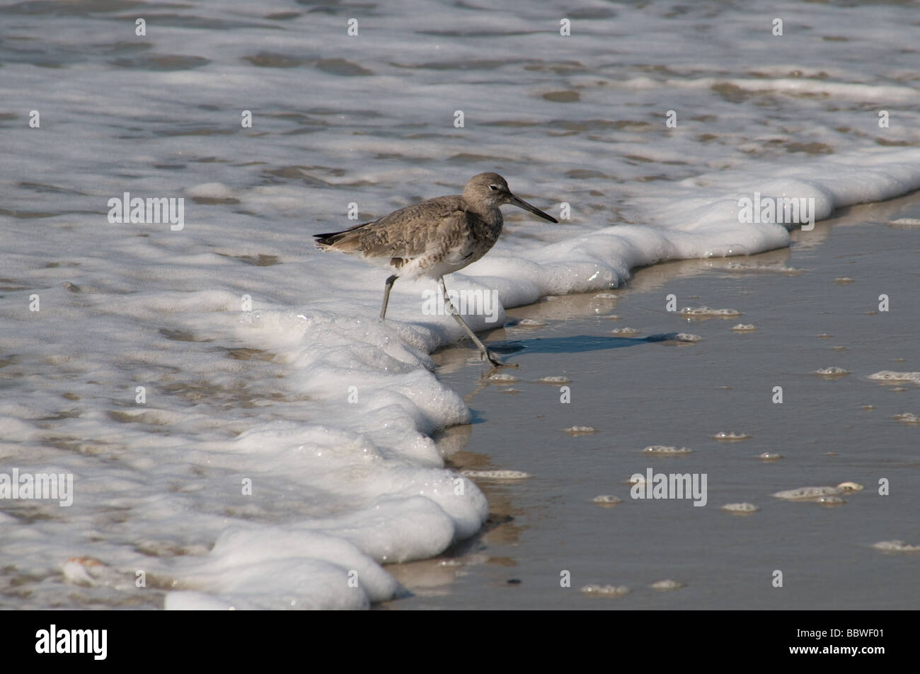 Shore birds in North Carolina Stock Photo - Alamy