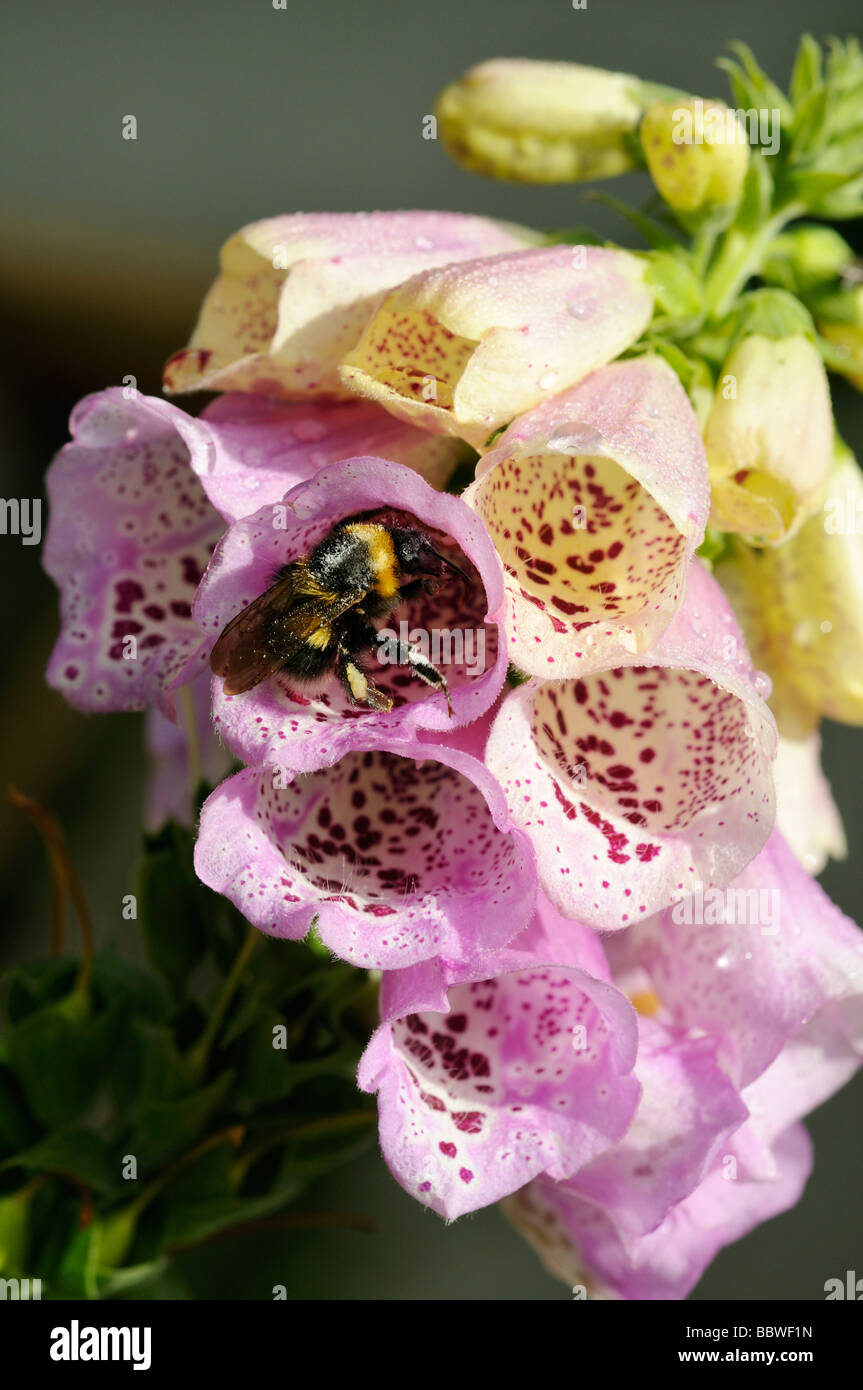 Stock Photo Of A Foglove Digitalis Purpurea Stock Photo Of A Foglove Digitalis Purpurea