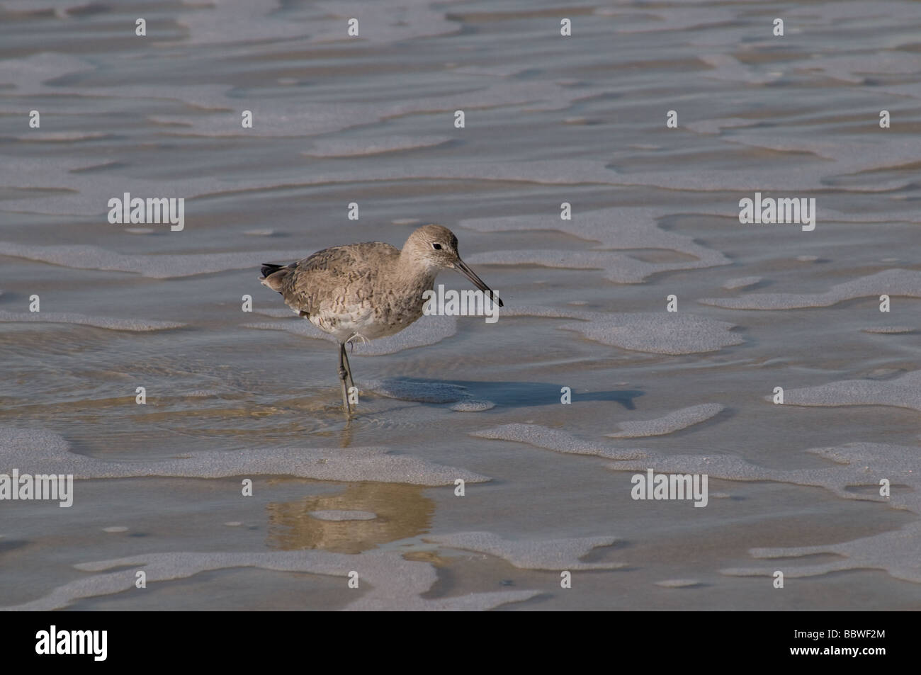 Shore birds in North Carolina Stock Photo - Alamy