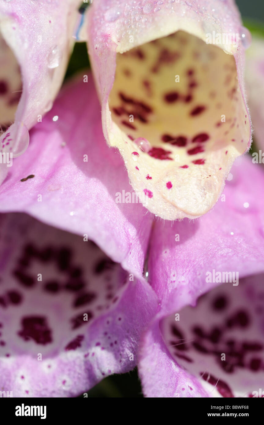 Stock Photo Of A Foglove Digitalis Purpurea Stock Photo Of A Foglove Digitalis Purpurea