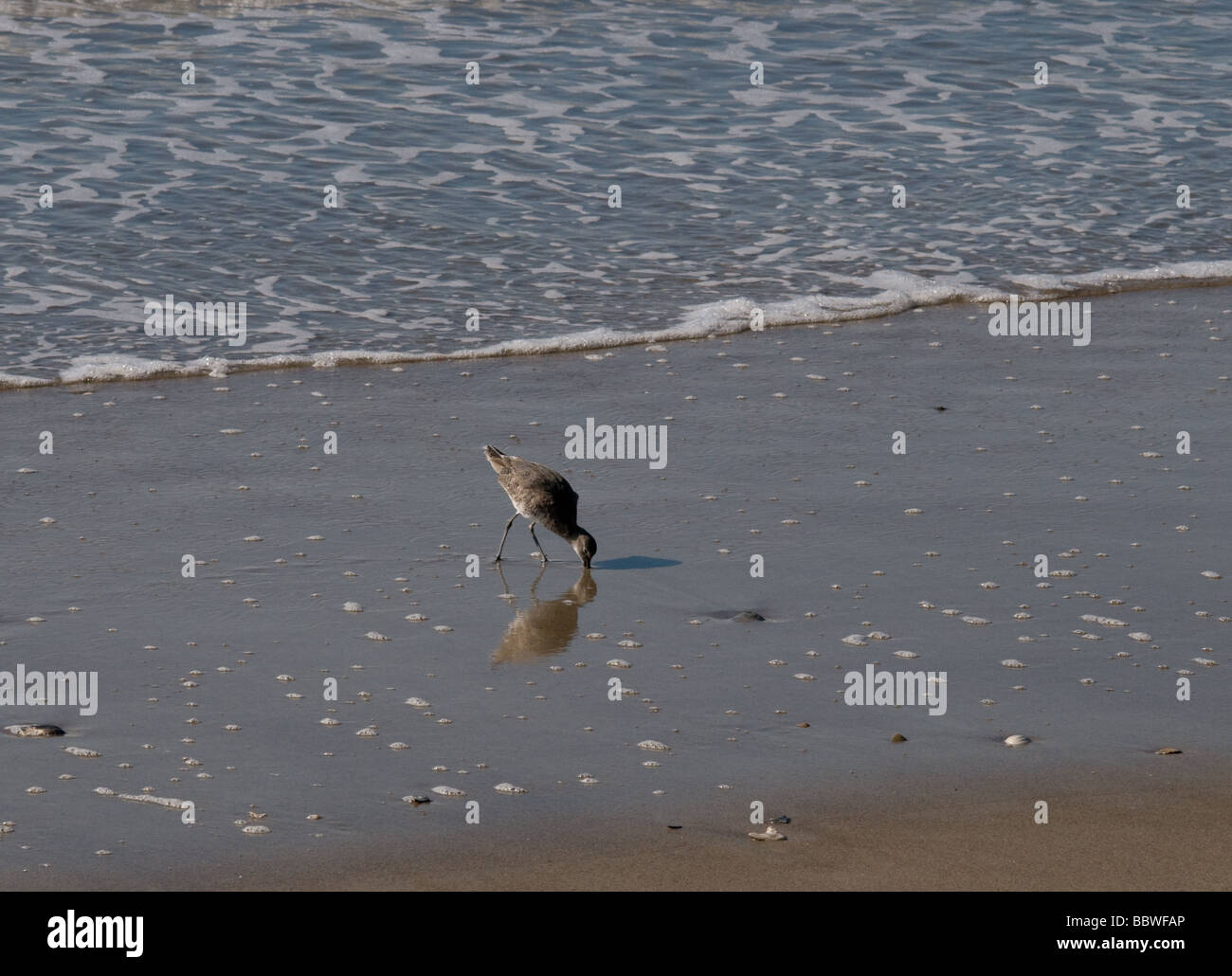 Shore birds in North Carolina Stock Photo - Alamy