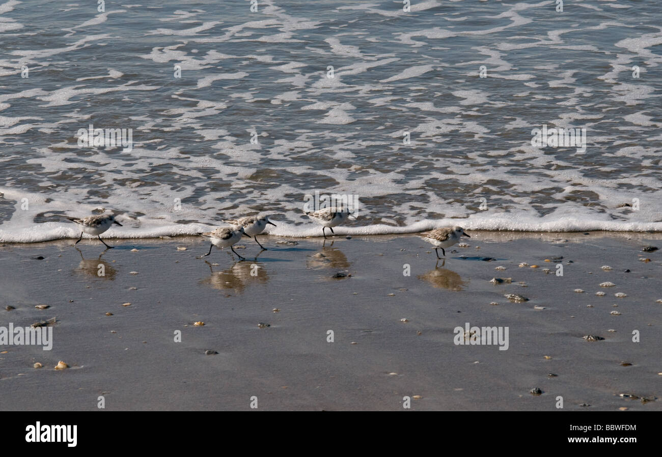 Shore birds in North Carolina Stock Photo - Alamy