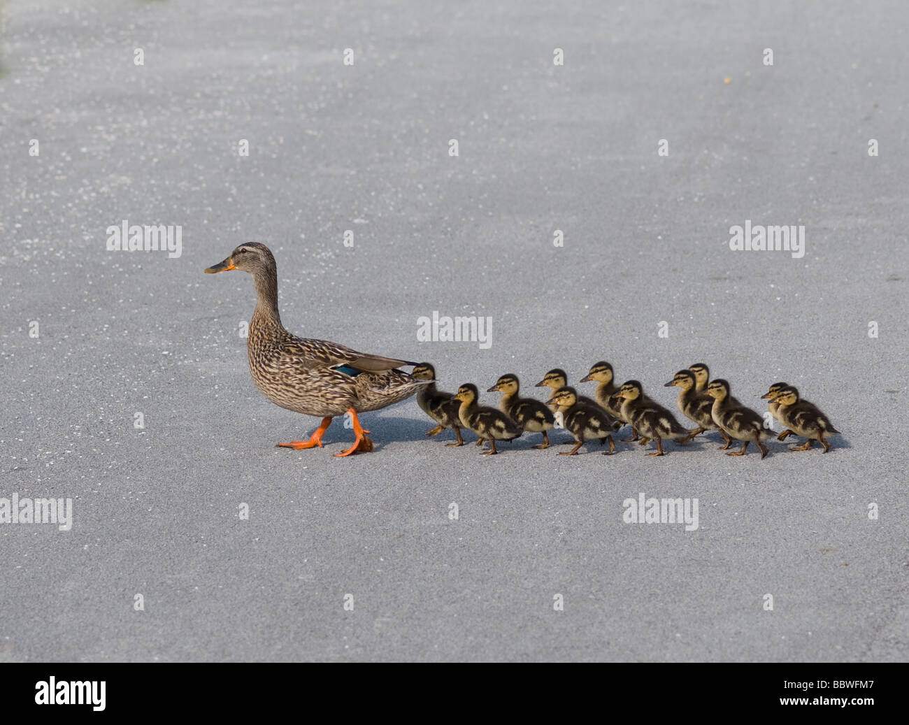 Mother Duck with 12 little ducks Stock Photo Alamy