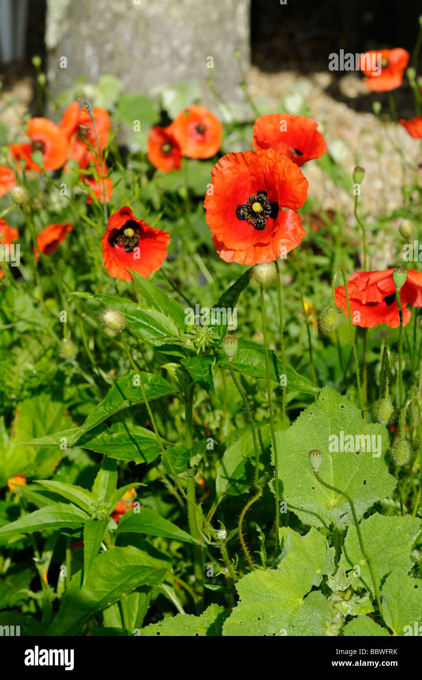 Stock photo of a red feld poppy Stock Photo - Alamy