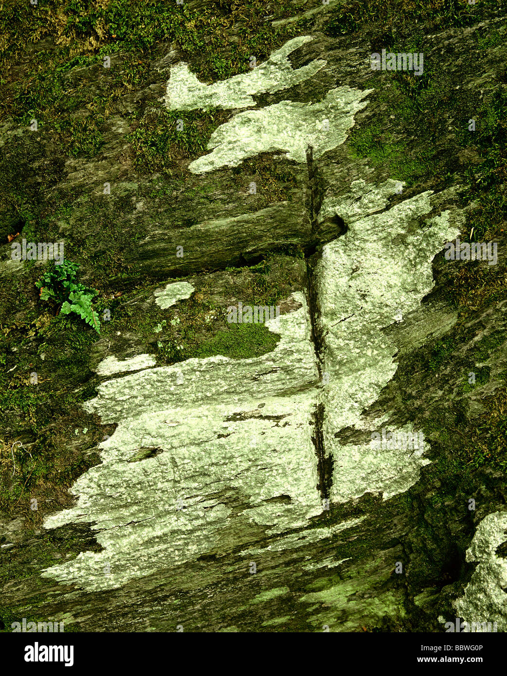 Pilgrims Cross, Nevern, Pembrokshire Wales UK HOMER SYKES Stock Photo