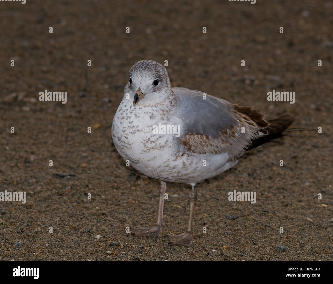 Shore birds in North Carolina Stock Photo Alamy
