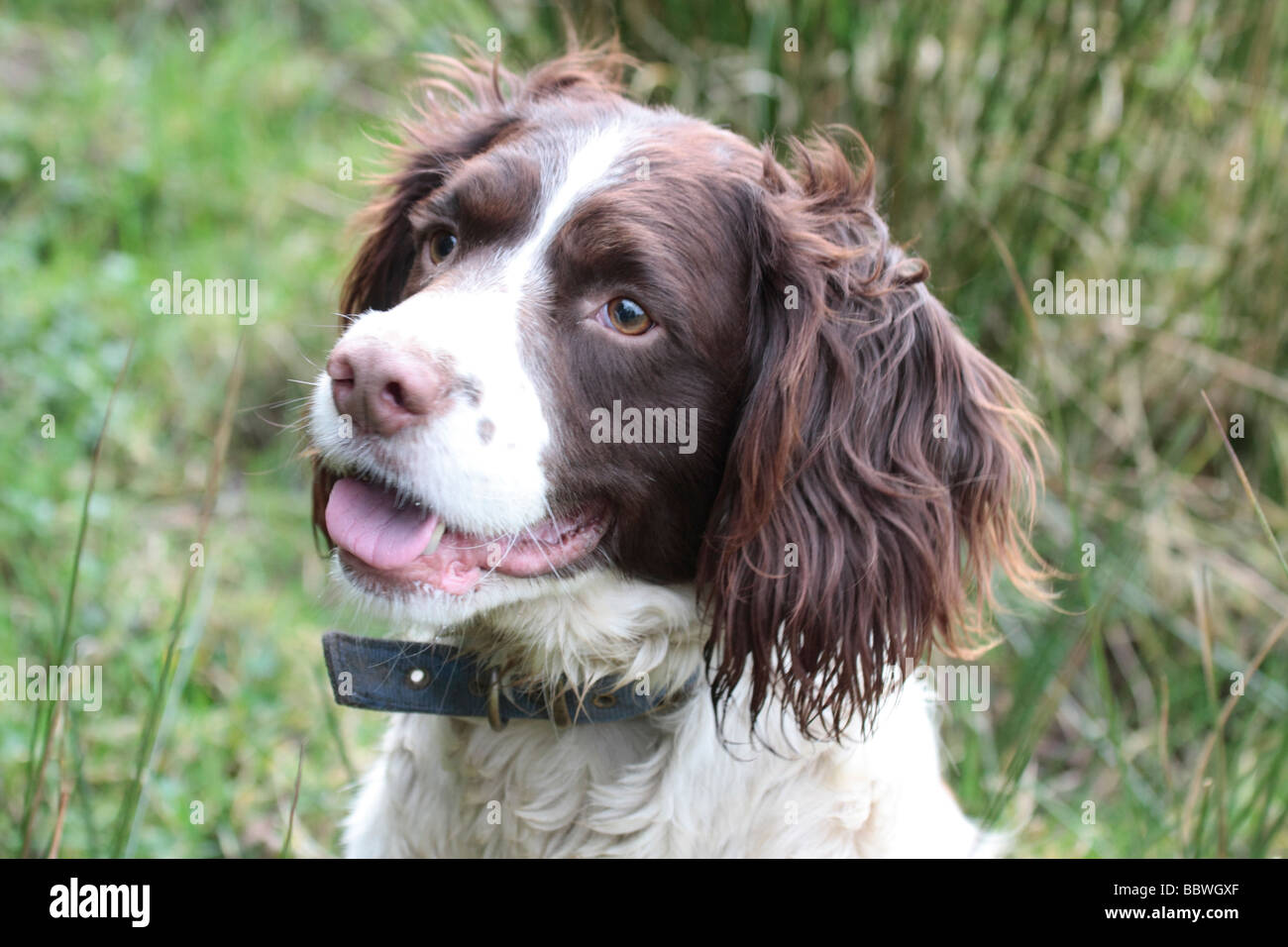 Dog muzzle springer hires stock photography and images Alamy
