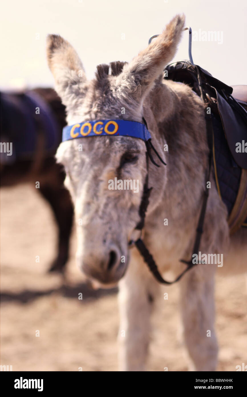 donkey rides Stock Photo