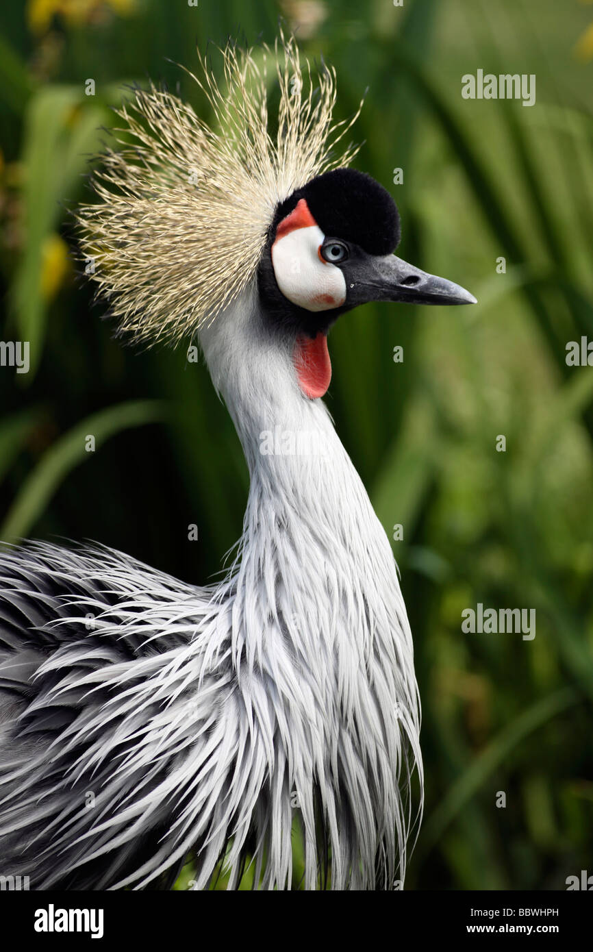 Close Up Of Head Feathers Of African Grey Crowned Crane Balearica regulorum Taken At Martin Mere WWT, Lancashire UK Stock Photo