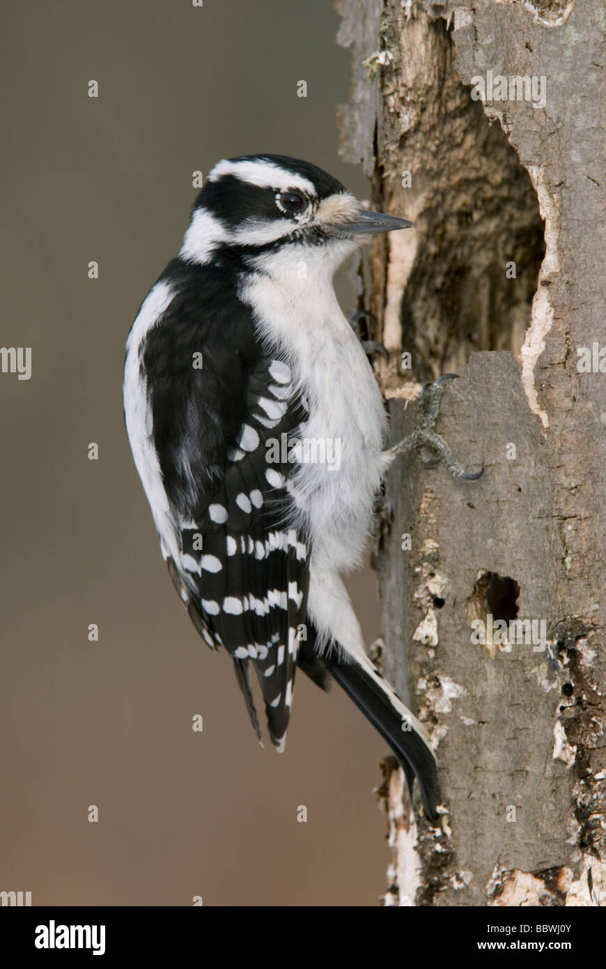 Downy woodpecker Picoides pubescens female at nesting cavity  E USA, by Skip Moody/Dembinsky Photo Assoc Stock Photo