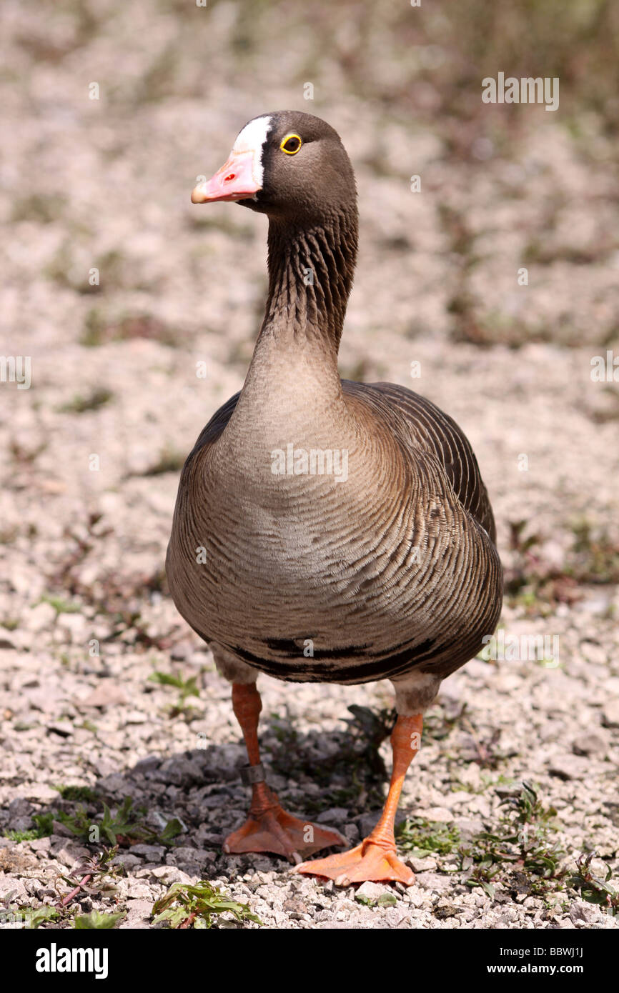 Portrait Of A Lesser White-fronted Goose Anser erythropus At Martin Mere WWT, Lancashire UK Stock Photo