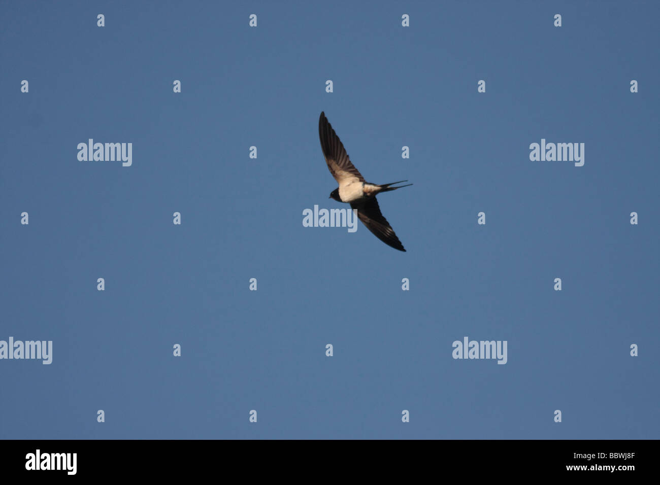 Swallow in flight. Stock Photo