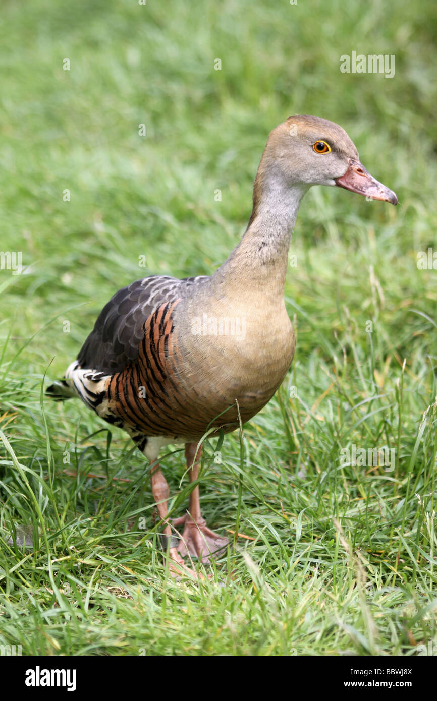 Portrait Of A Plumed Whistling Duck Dendrocygna eytoni Taken At Martin Mere WWT, Lancashire UK Stock Photo