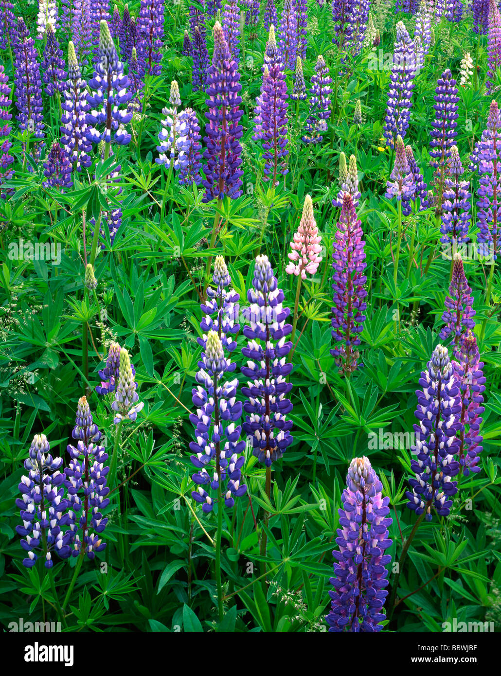 Field of Wild Lupines Lupinus perennis North America, by Gary A Nelson/Dembinsky Photo Assoc Stock Photo