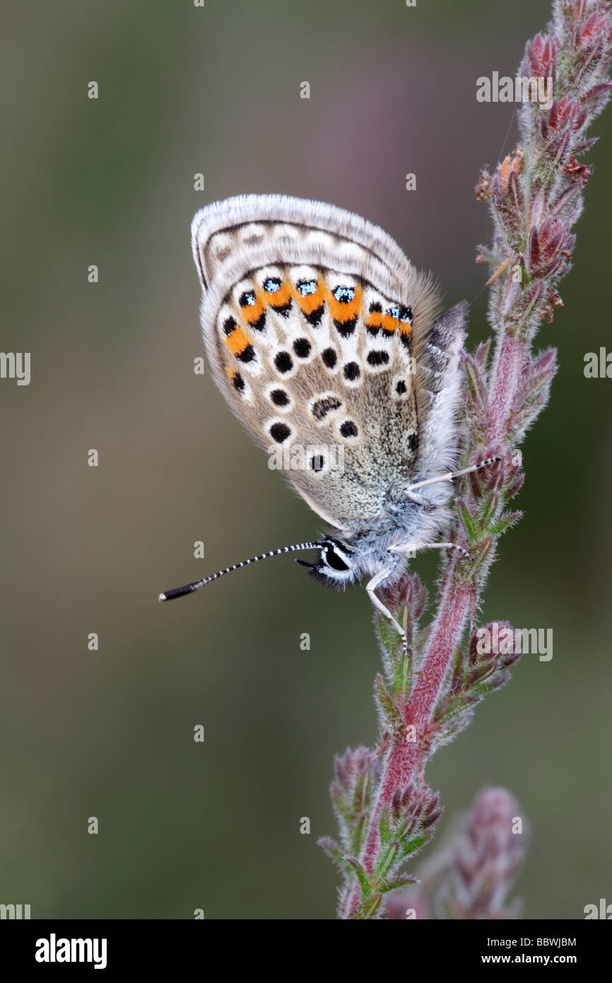 Silver-studded Blue Butterfly, Plebejus argus. Hampshire, England, UK Stock Photo