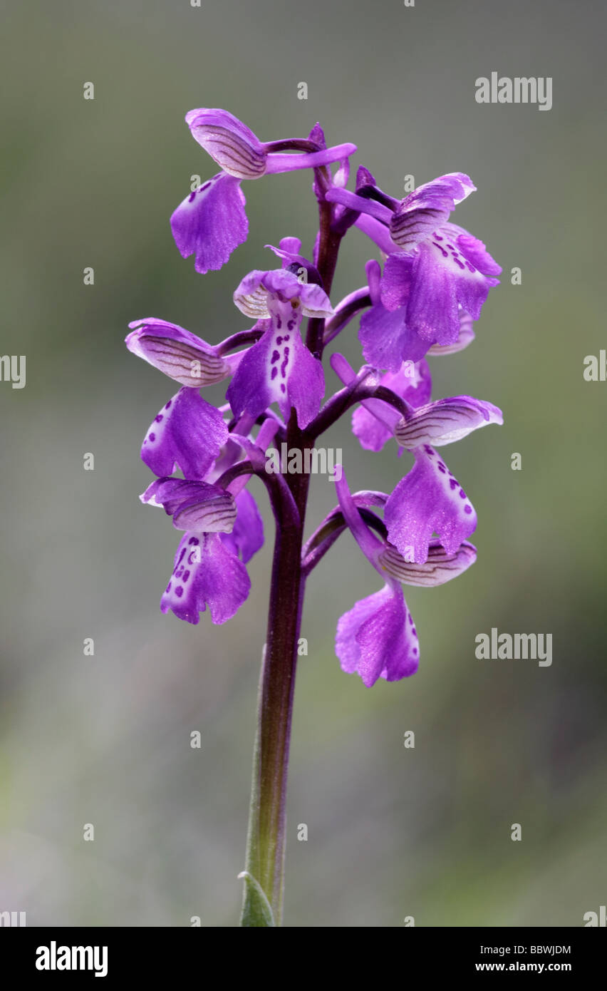 Green-Winged Orchid or Green-Veined Orchid, Orchis morio. Headley, Berkshire, England, UK Stock Photo