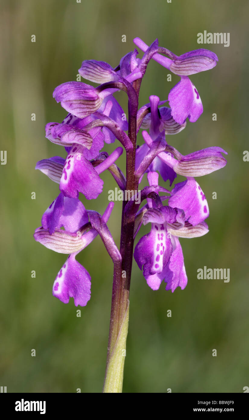 Green-Winged Orchid or Green-Veined Orchid, Orchis morio. Headley, Berkshire, England, UK Stock Photo