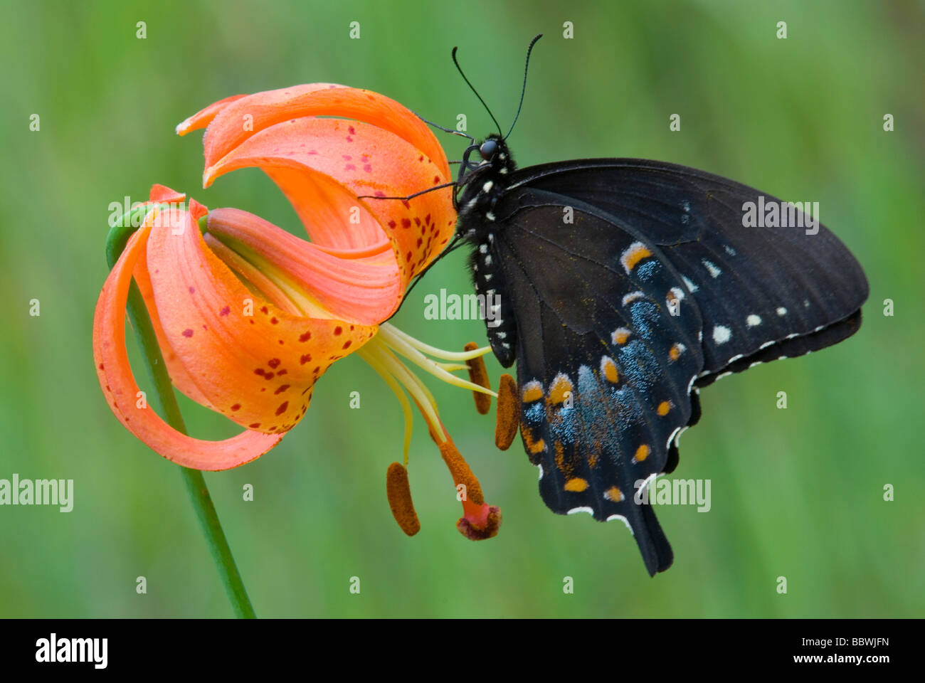 E Black Swallowtail Butterfly Papilio polyxenes on Michigan Lily Lilium