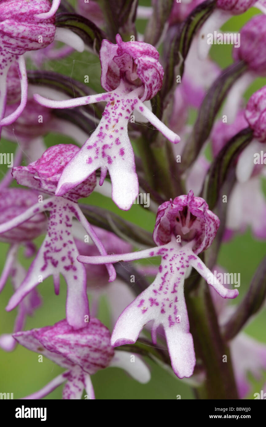 Monkey Lady Hybrid Orchid Closeup, Orchis purpurea x simia. Oxfordshire, England, UK Stock Photo