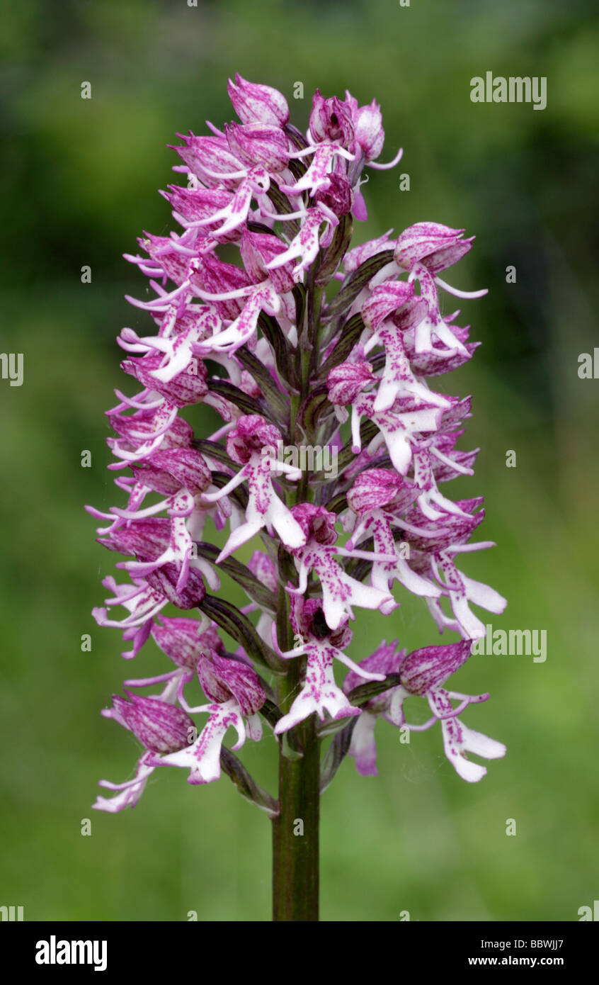 Monkey Lady Hybrid Orchid, Orchis purpurea x simia. Oxfordshire, England, UK Stock Photo