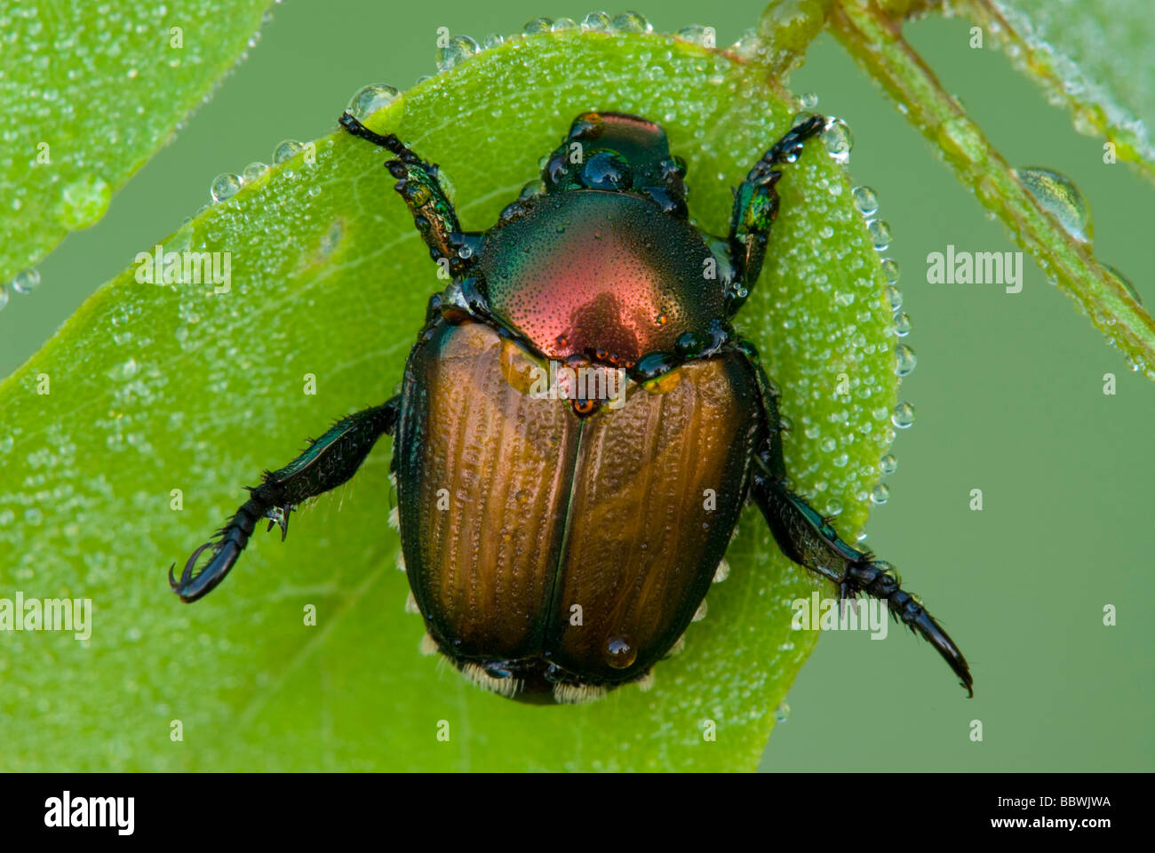 Japanese Beetle Popillia japonica Eastern USA, by Skip Moody/Dembinsky Photo Assoc Stock Photo