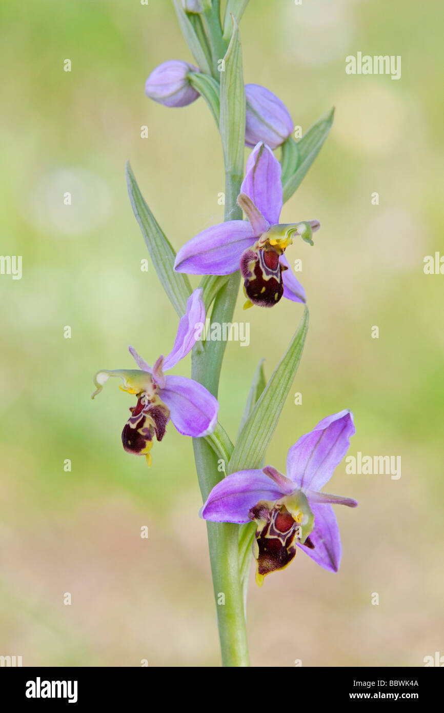 Bee Orchid (Ophrys apifera) photographed in June Stock Photo