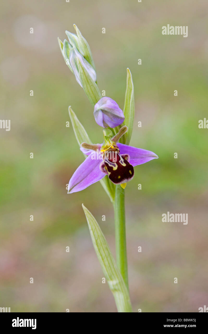 Bee Orchid (Ophrys apifera) photographed in June Stock Photo