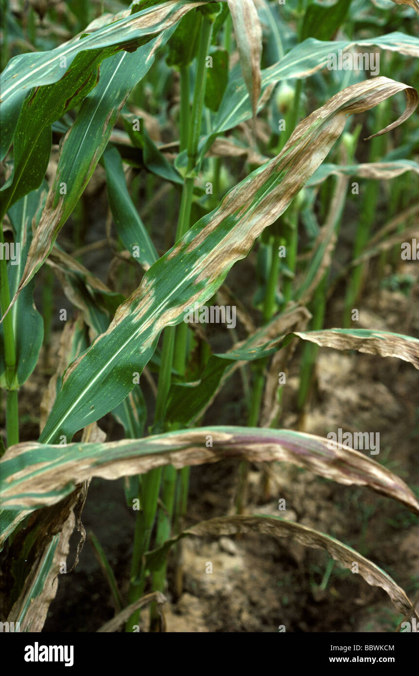 Leaf blight (Setosphaeria turcica) necrotic lesions on growing maize crop Stock Photo