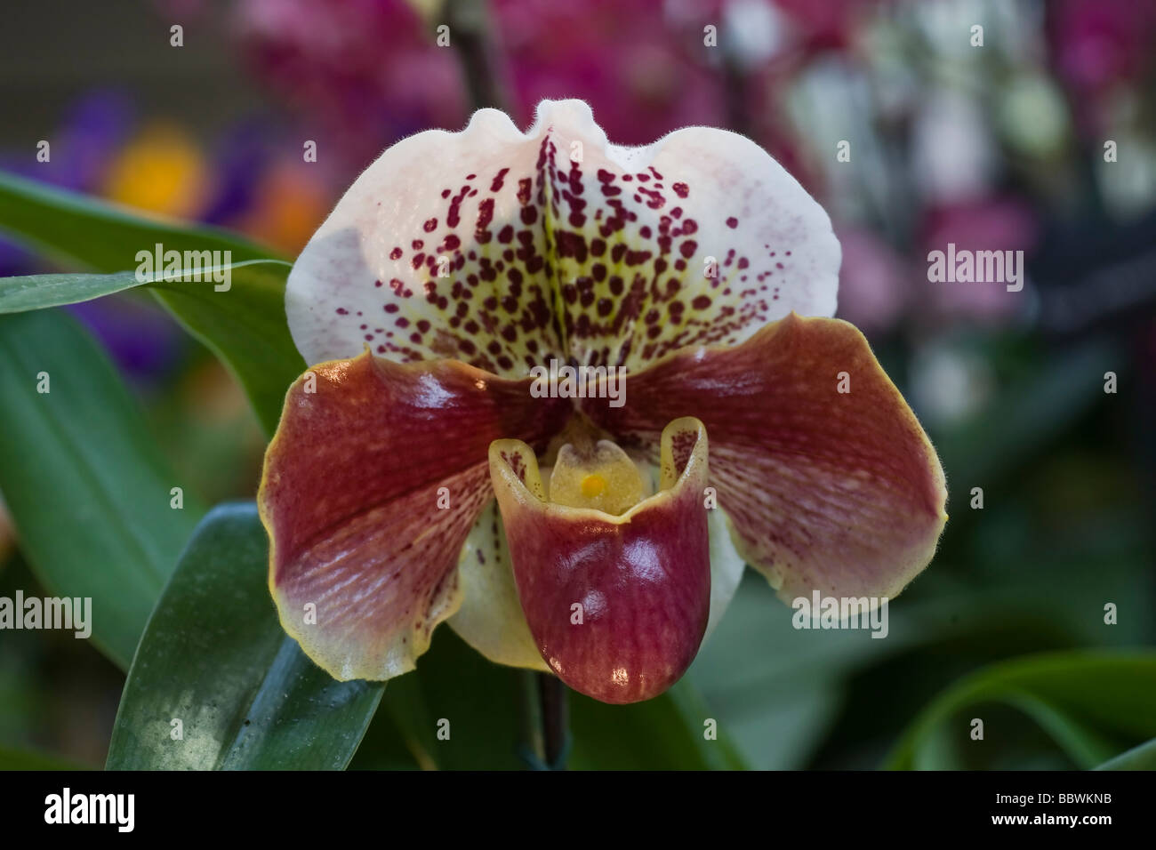 Phap Phapiopedilum Winston Churchill indomitable Stock Photo