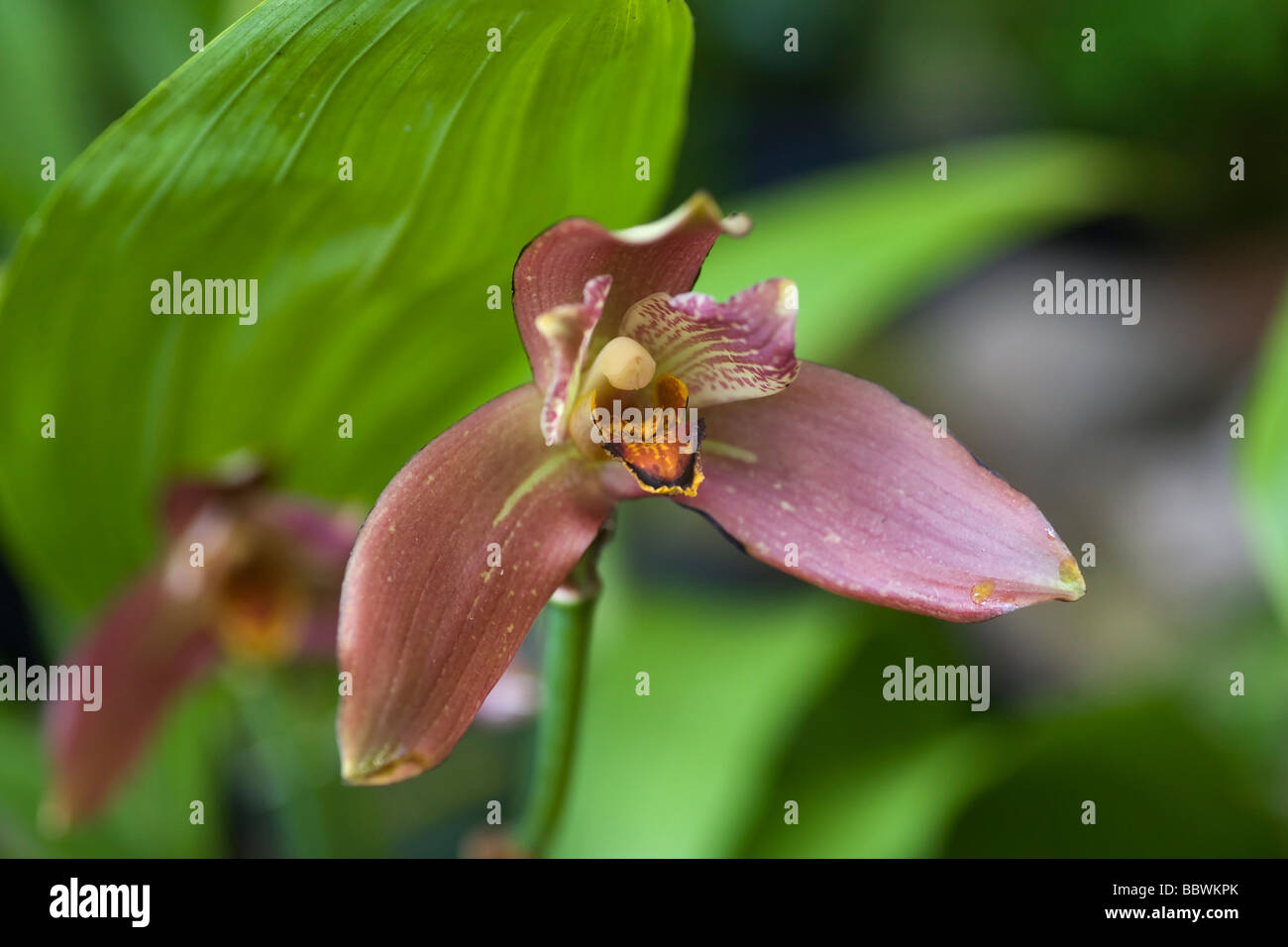 Lycaste mark orchid orchidae Stock Photo