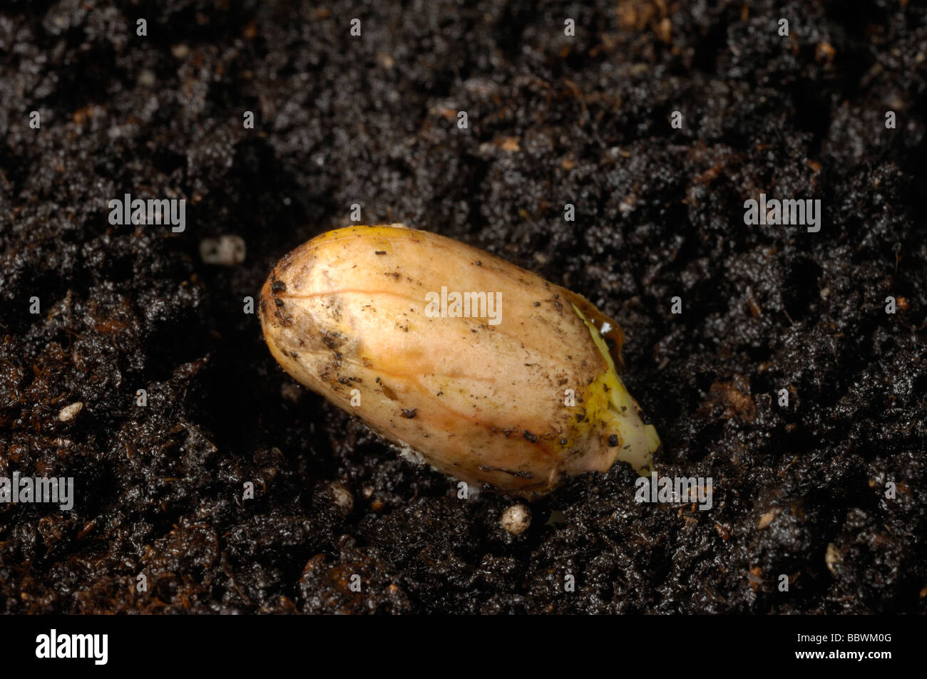 Peanut seed beginning to germinate by putting down a radicle into the soil Stock Photo