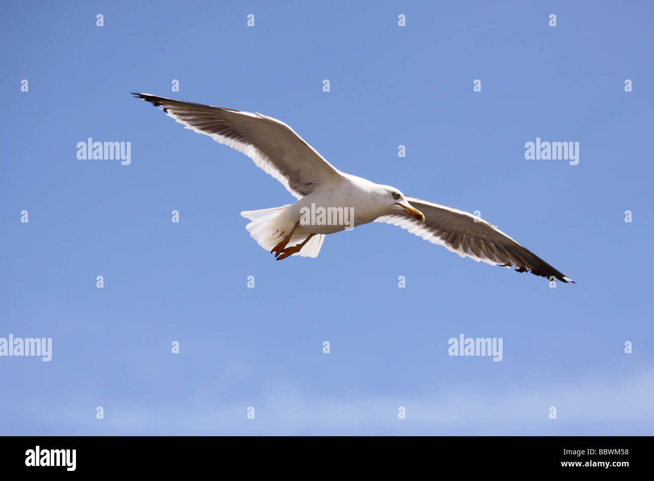 seagull in flight Stock Photo
