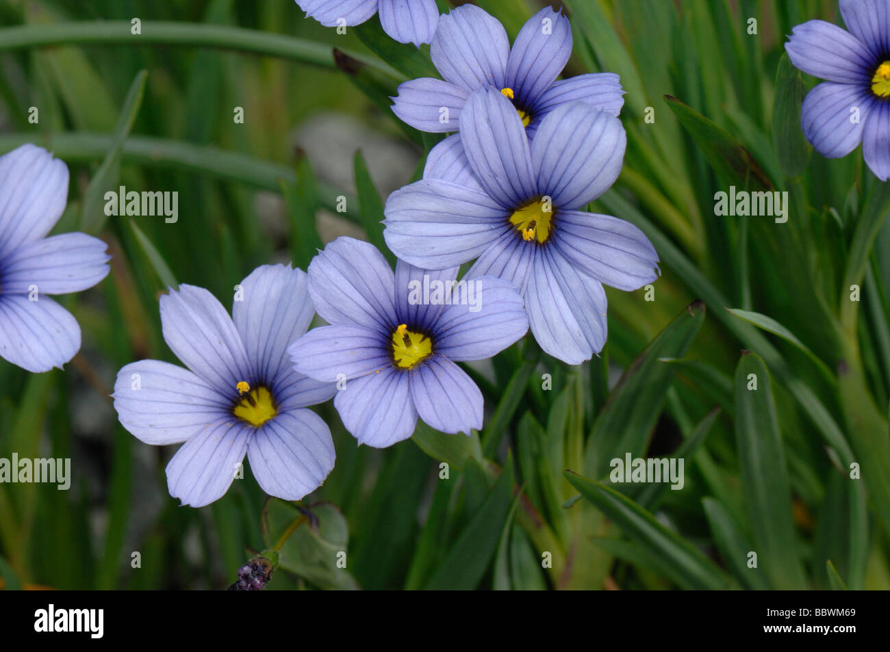 Sisyrinchium angustifolium flowers on garden rock plant Stock Photo