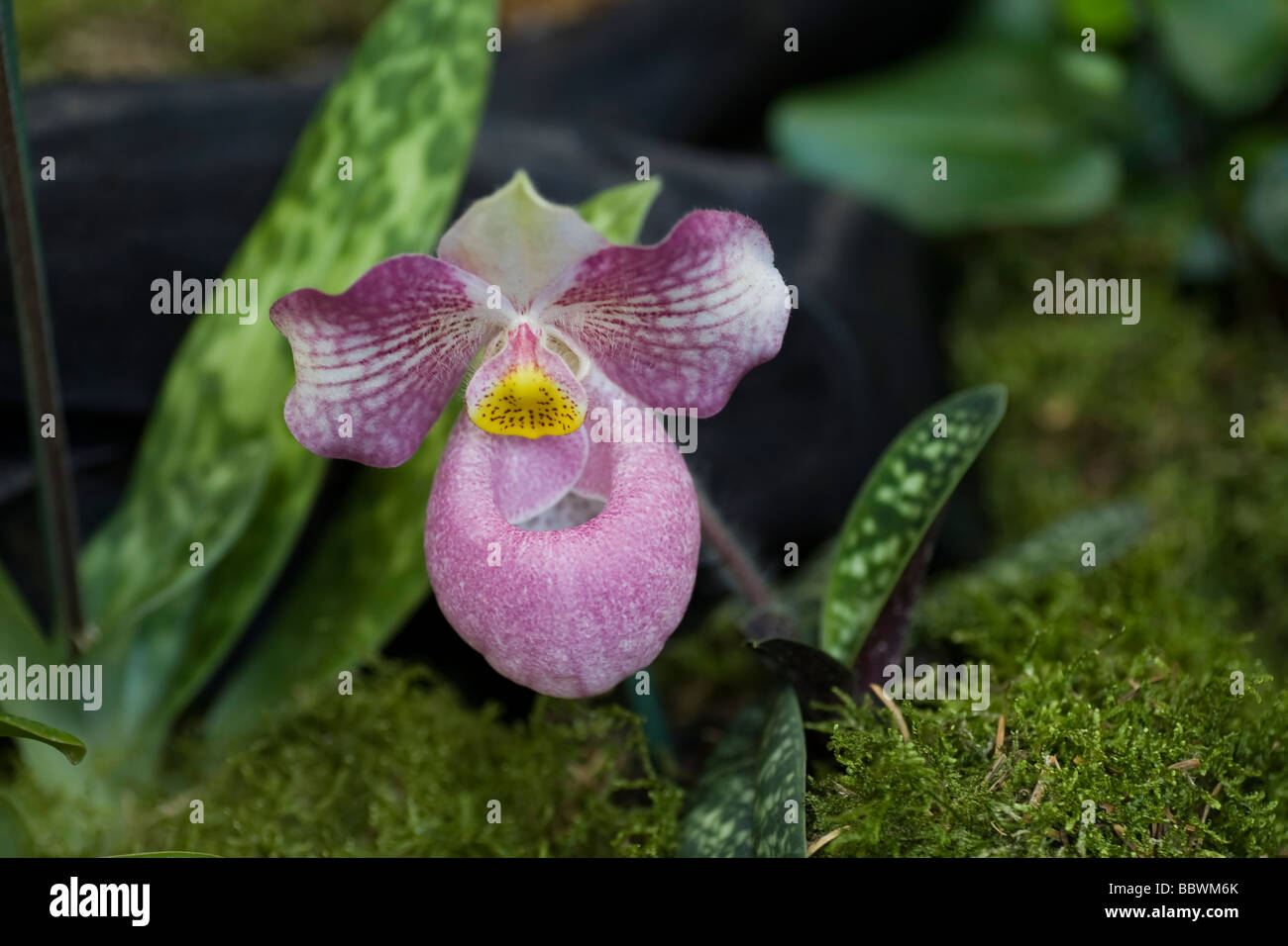 Paphiopedilum micranthum x vietmanese orchid orchidae Stock Photo
