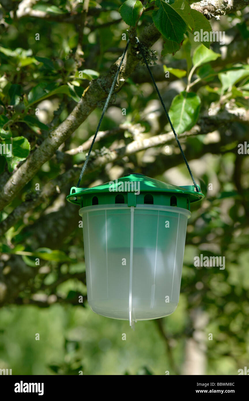 Pheromone trap for codling moth males in the branches of an apple tree