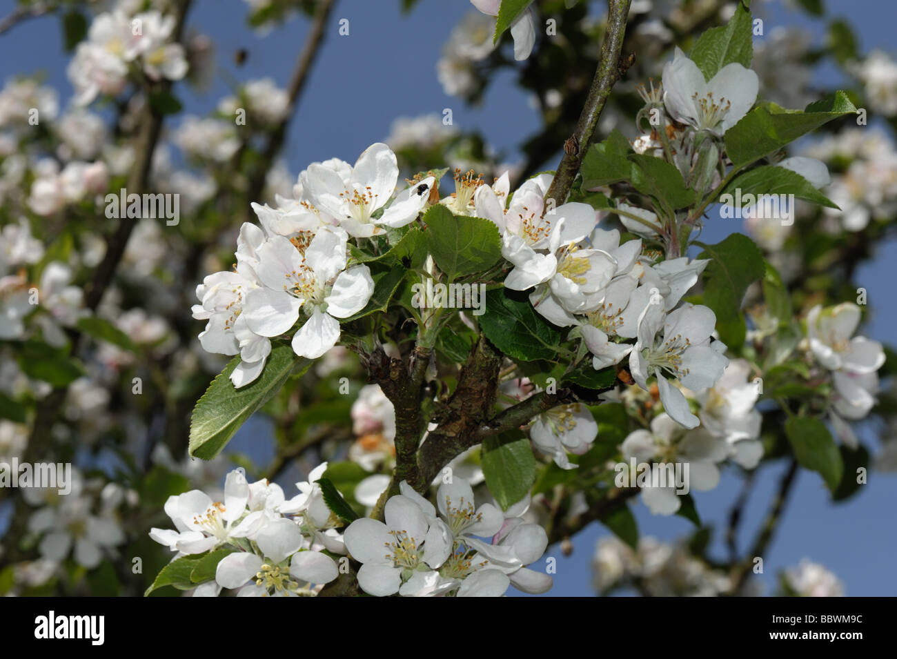 Blossom on a Discovery apple in spring Stock Photo