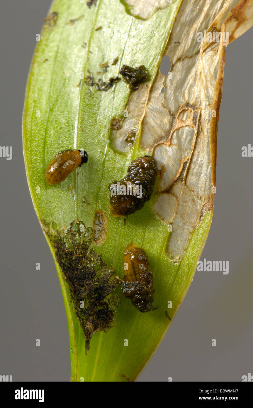 Lily beetle Lilioceris lilii young sticky larvae and damage on a