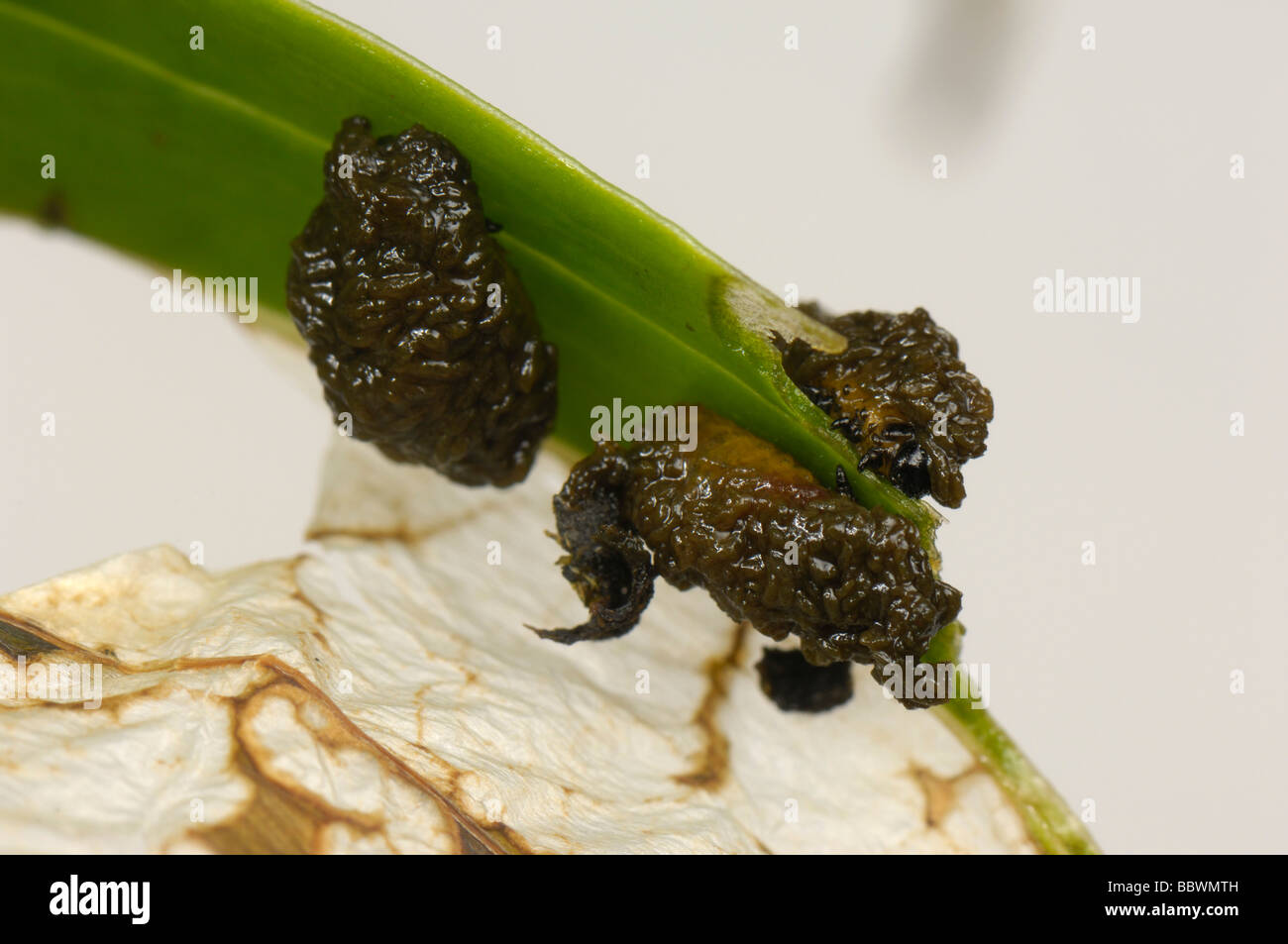 Lily beetle Lilioceris lilii young sticky larvae and damage on a