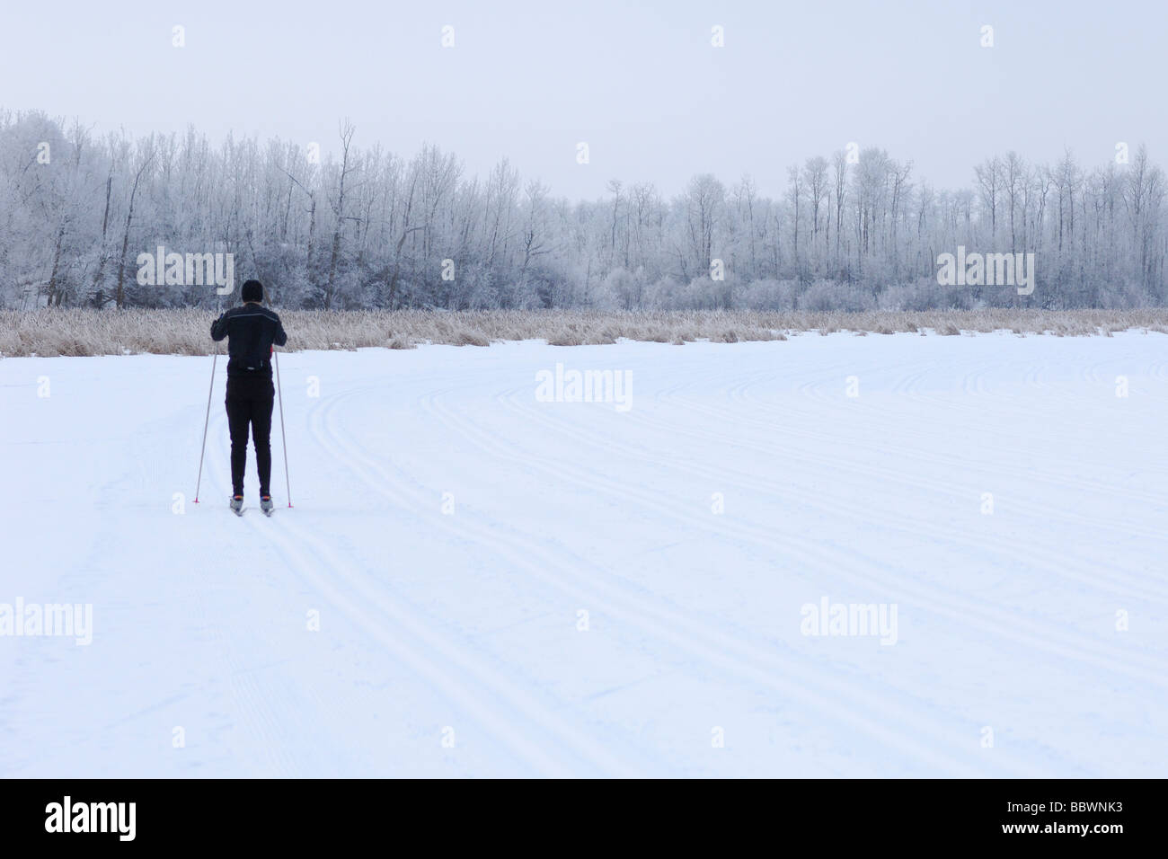Lone skier at the Birkebeiner the largest classical cross country ski