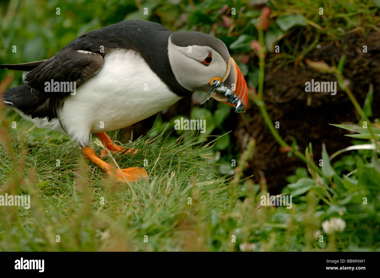 Ammodendron High Resolution Stock Photography and Images - Alamy
