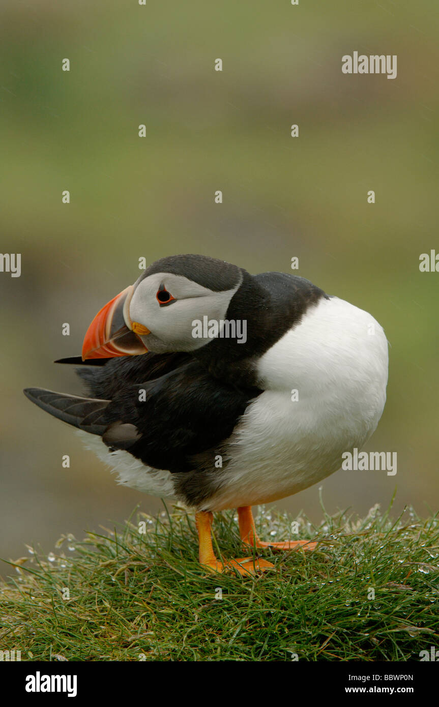 Atlantic puffin Fratercula arctica preening on Lunga the Treshnish Isles Scotland Stock Photo