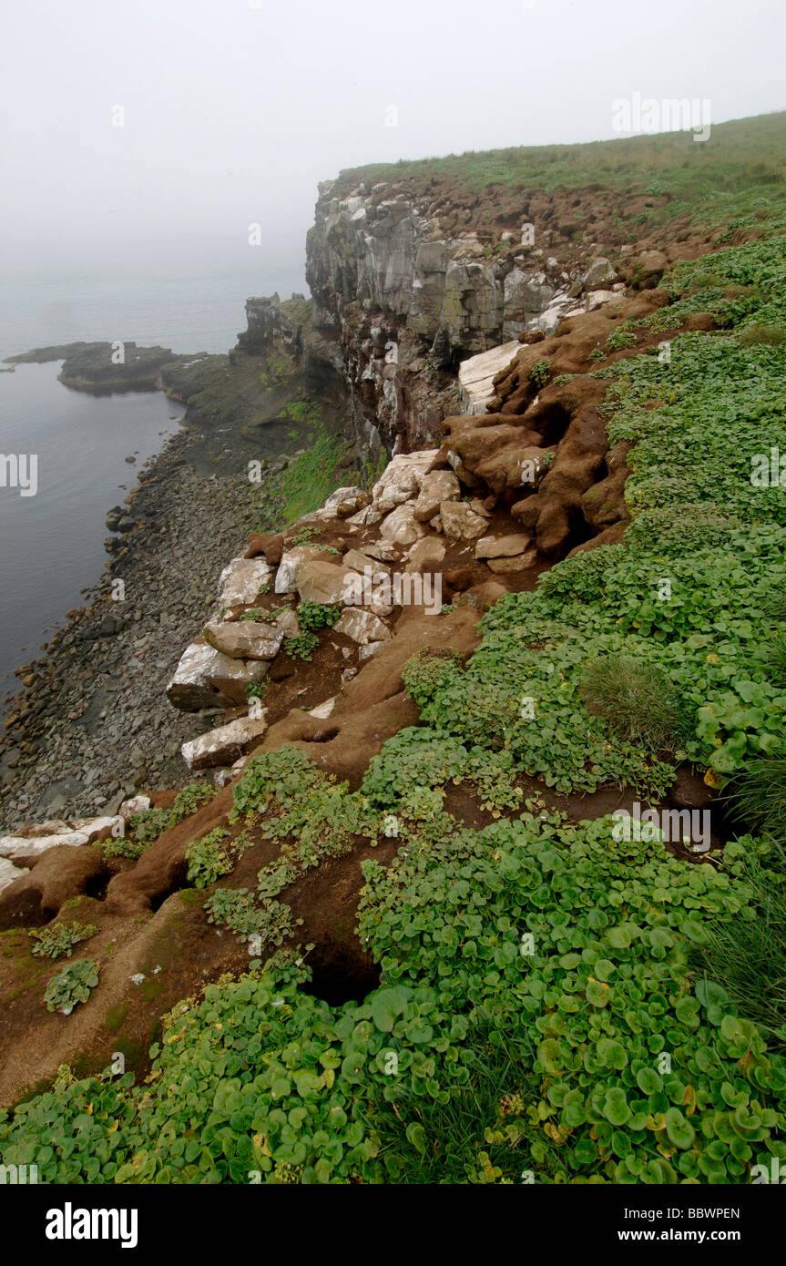 Erosion from Atlantic puffin burrows on Grimsey Island Iceland Stock Photo