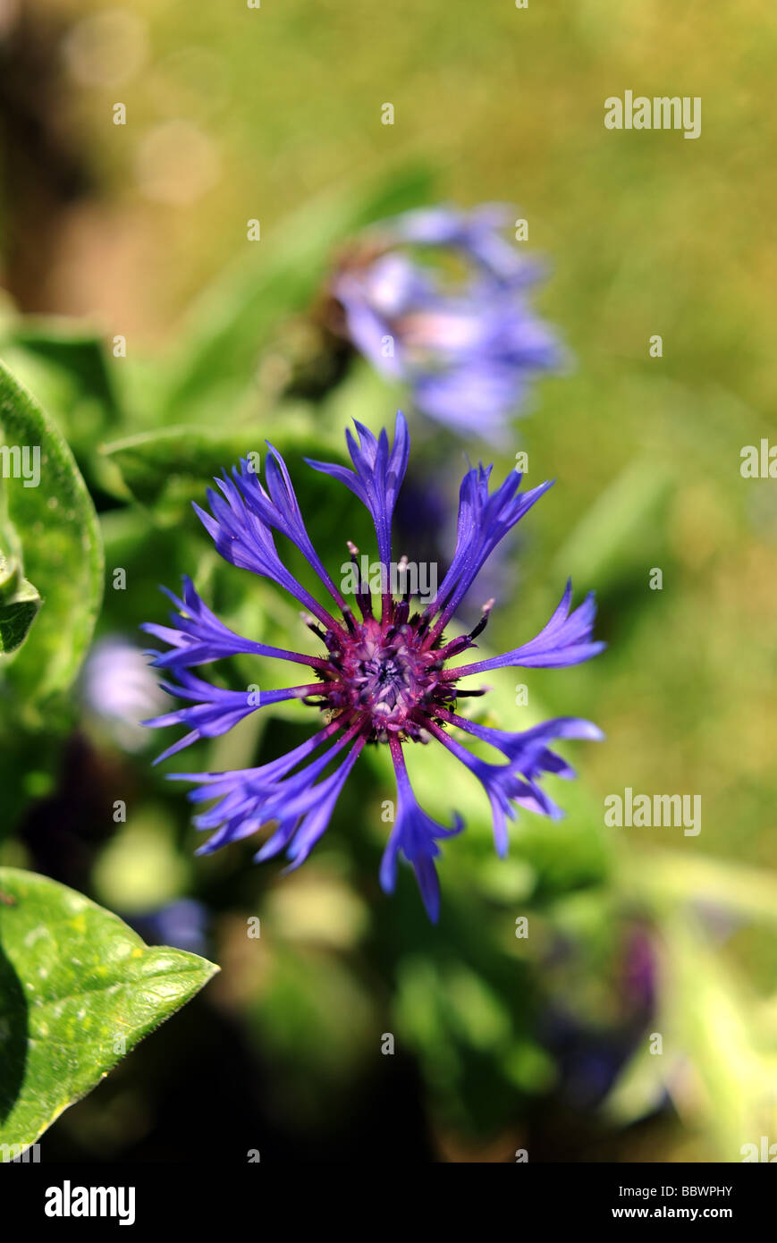 A blue cornflower in bloom Stock Photo Alamy