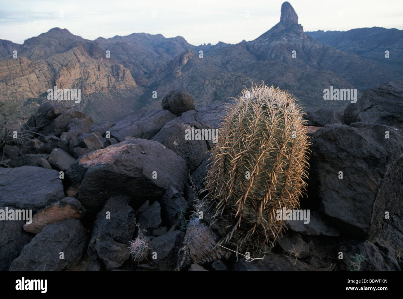 Cactus with the Weavers Needle in the background in the Superstition Mountains of central Arizona Stock Photo